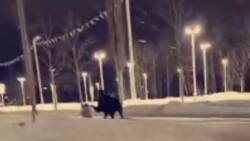 VIDEO | Alaska: Un alce pateó a una mujer que paseaba a su perro en la calle