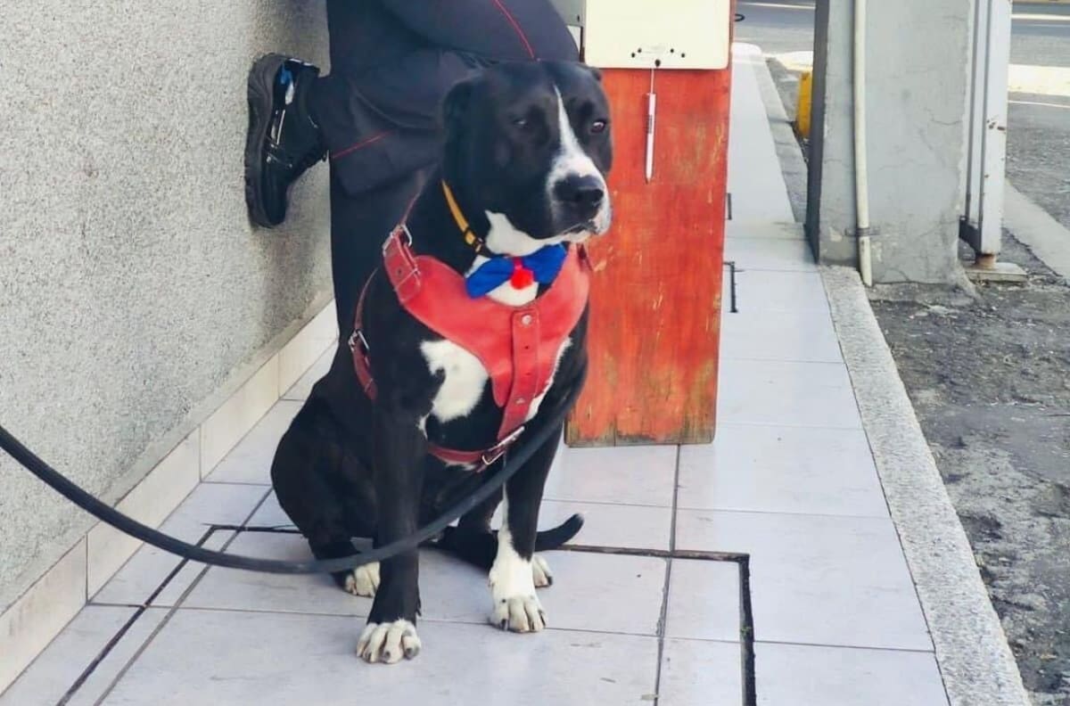 FOTOS| Perrito que perdió a su familia se vuelve guardia de seguridad