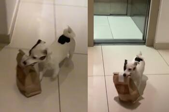 VIDEO: Perrito aprende a recoger los paquetes de su dueño y se vuelve viral