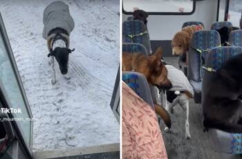 Transporte de perritos 'perribus' se hace viral ¡Qué ternura!| VIDEOS