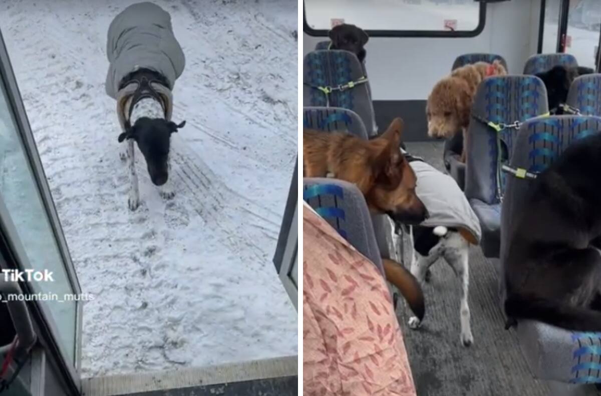 Transporte de perritos 'perribus' se hace viral ¡Qué ternura!| VIDEOS