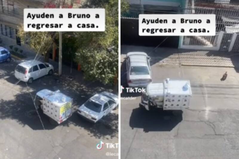 La historia del perrito perdido se hizo viral.