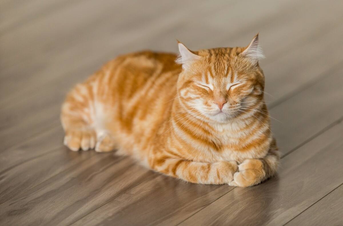 Los gatos como símbolos divinos en el Antiguo Egipto