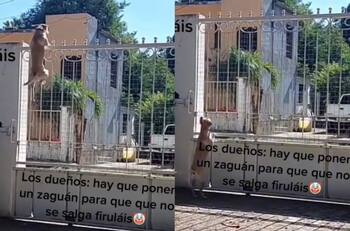Perrito se hace viral por su gran ingenio para saltar la puerta de su casa| VIDEO