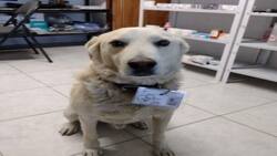 Lomito es contratado como “jefe de seguridad” de una farmacia