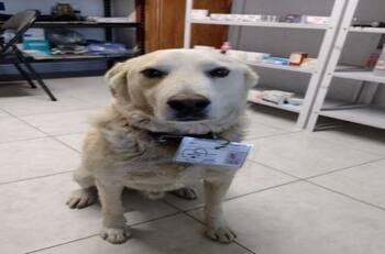 Lomito es contratado como “jefe de seguridad” de una farmacia