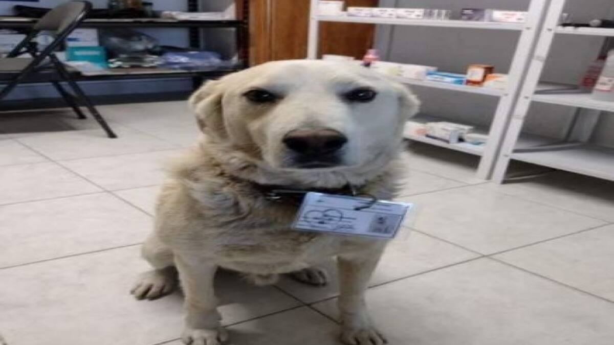 Lomito es contratado como “jefe de seguridad” de una farmacia