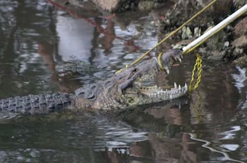 VIDEO: Cocodrilo gigante destroza a mujer que lavaba ropa en laguna de Tampico