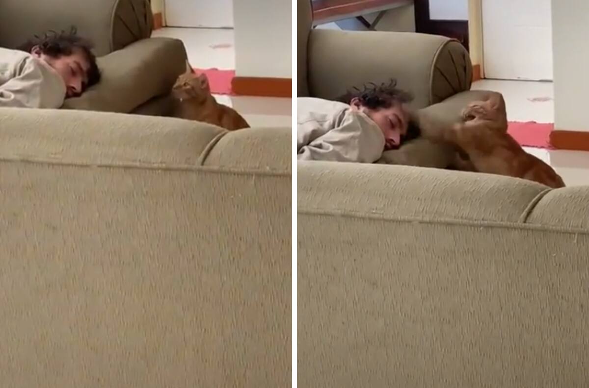 VIDEO| Gato agrede a su dueño mientras duerme y se vuelve viral