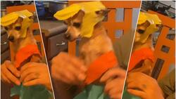 Perrito baila como Medio Metro en TikTok se vuelve viral
