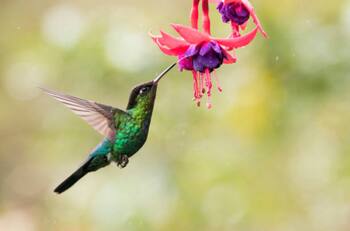 Venta ilegal de colibríes aumenta el Día de San Valentín por esta razón