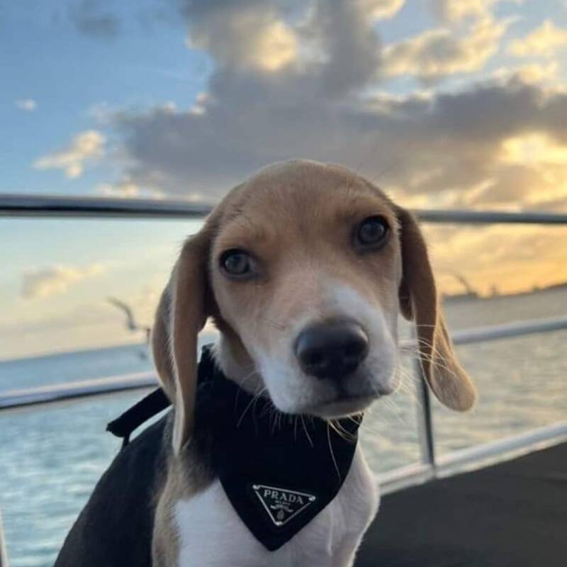 Ella es Sansa, la perrita de Bad Bunny.