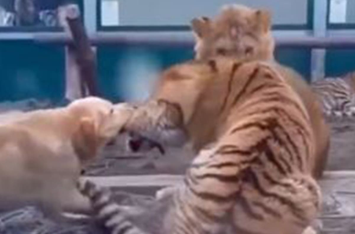VIDEO | Perrito se enfrenta a tigre y se hace viral