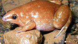 ¿Se acerca el fin del mundo? Descubren una rana zombie en el Amazonas