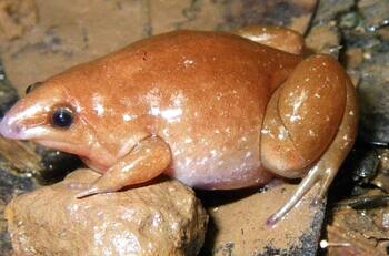 ¿Se acerca el fin del mundo? Descubren una rana zombie en el Amazonas