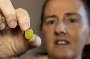 Mujer sufrió dolores de cabeza durante 37 años y prueba de PCR reveló el motivo