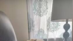 Video viral: Perro "soñador" la rompe con sus muecas en la red