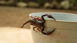 Ahuyenta alacranes y arañas con este repelente casero de agradable aroma