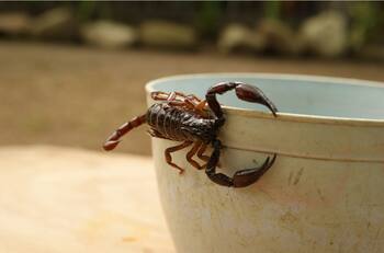 Ahuyenta alacranes y arañas con este repelente casero de agradable aroma