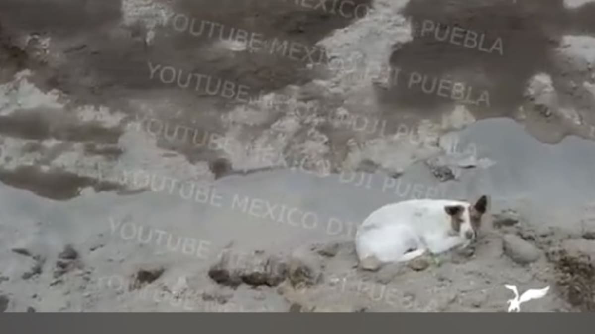 Piden ayuda para rescatar a otro perrito que cayó en el socavón de Puebla