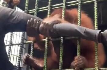 VIDEO | ¡Tremendo susto! Orangután atacó a un joven que quería grabarlo para sus redes sociales