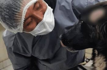 ¡Héroe en cuatro patas! Perro salva a su dueña de ser atacada