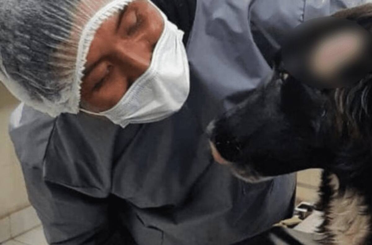¡Héroe en cuatro patas! Perro salva a su dueña de ser atacada