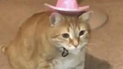 Surgen memes del ‘Ratón Vaquero’ por el Día de las madres