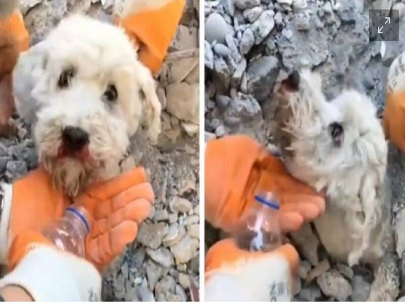 Perrito es salvado tras derrumbe de Turquía