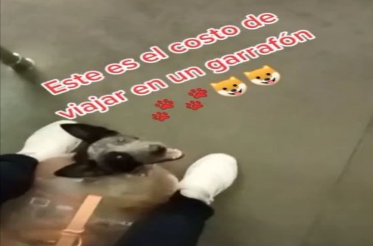 Conoce a Meztli, la perrita que viaja en el Metro de la CDMX dentro de un garrafón