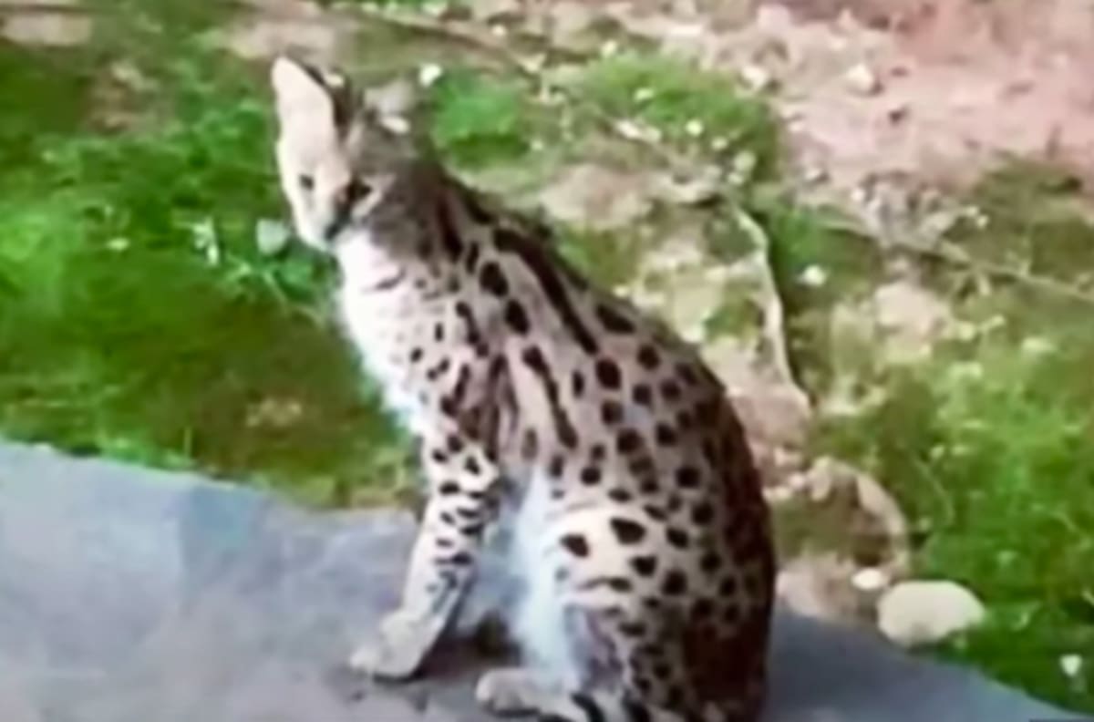 Video: Mujer despierta y se encuentra con un felino salvaje dentro de su cama