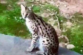 Video: Mujer despierta y se encuentra con un felino salvaje dentro de su cama