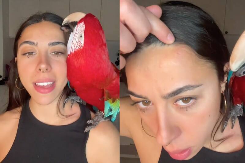 El guacamayo viral que quita granos.