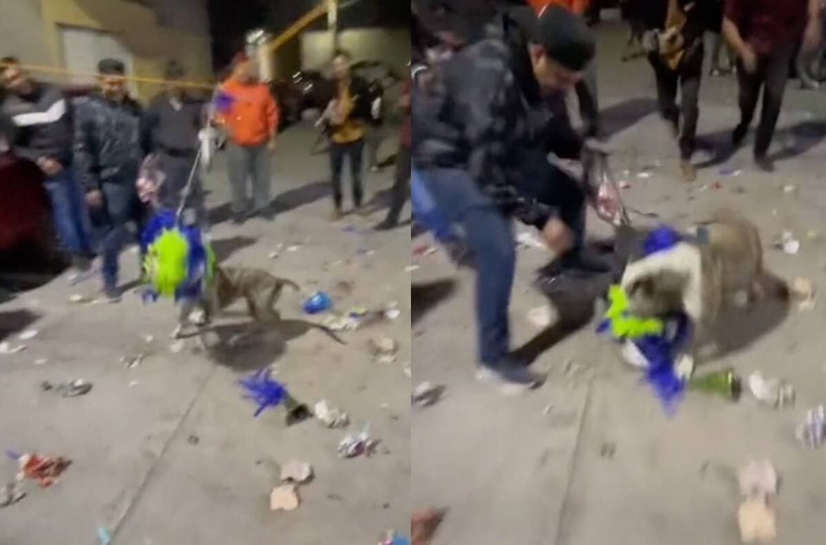 Perrito se hace viral al robarse una piñata de la posada | VIDEO