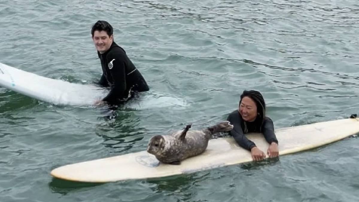 Dos surfers observando a una foca bebé que se subió a una tabla.