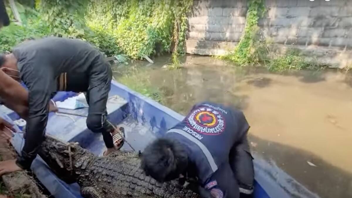 De terror: Lugareños encontraron e intentaron desalojar a un cocodrilo gigante