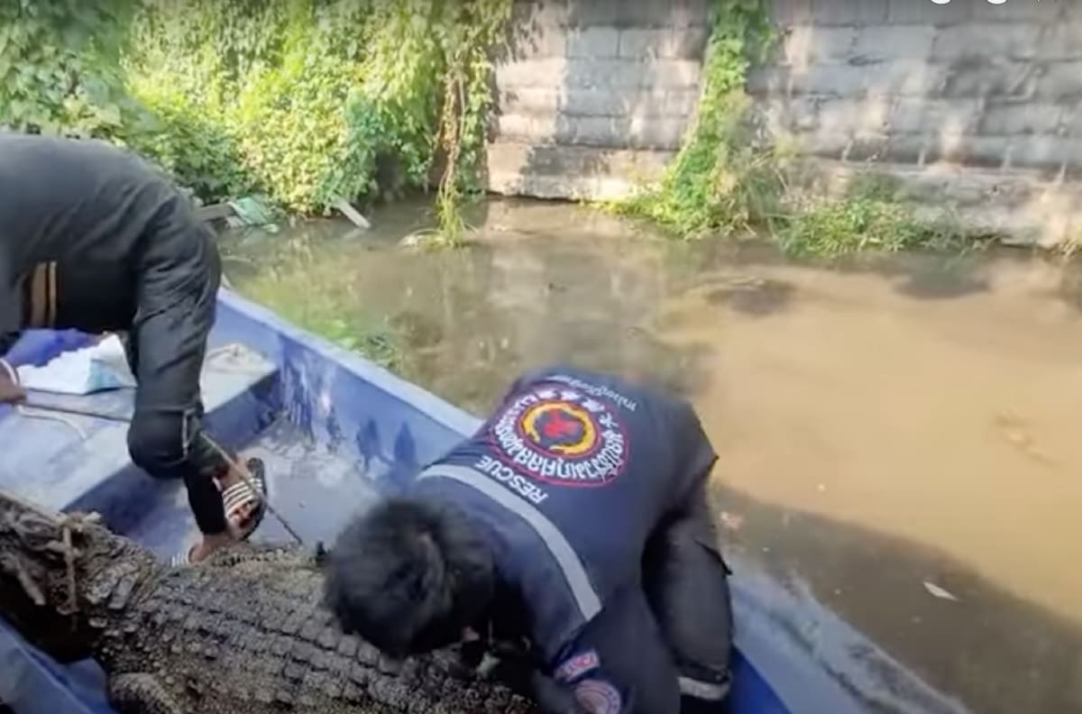 De terror: Lugareños encontraron e intentaron desalojar a un cocodrilo gigante