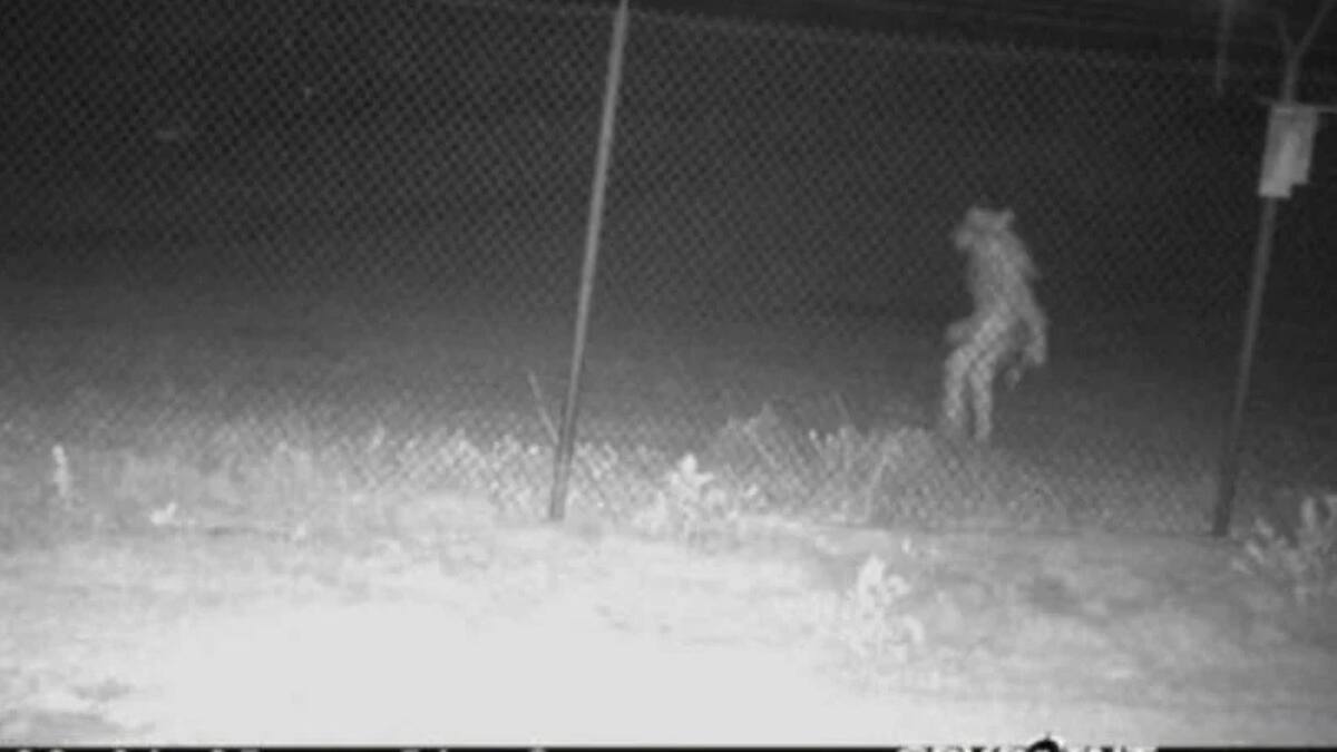 FOTOS | Cuerpo extraño fue captado en zoológico de Texas, se hizo viral