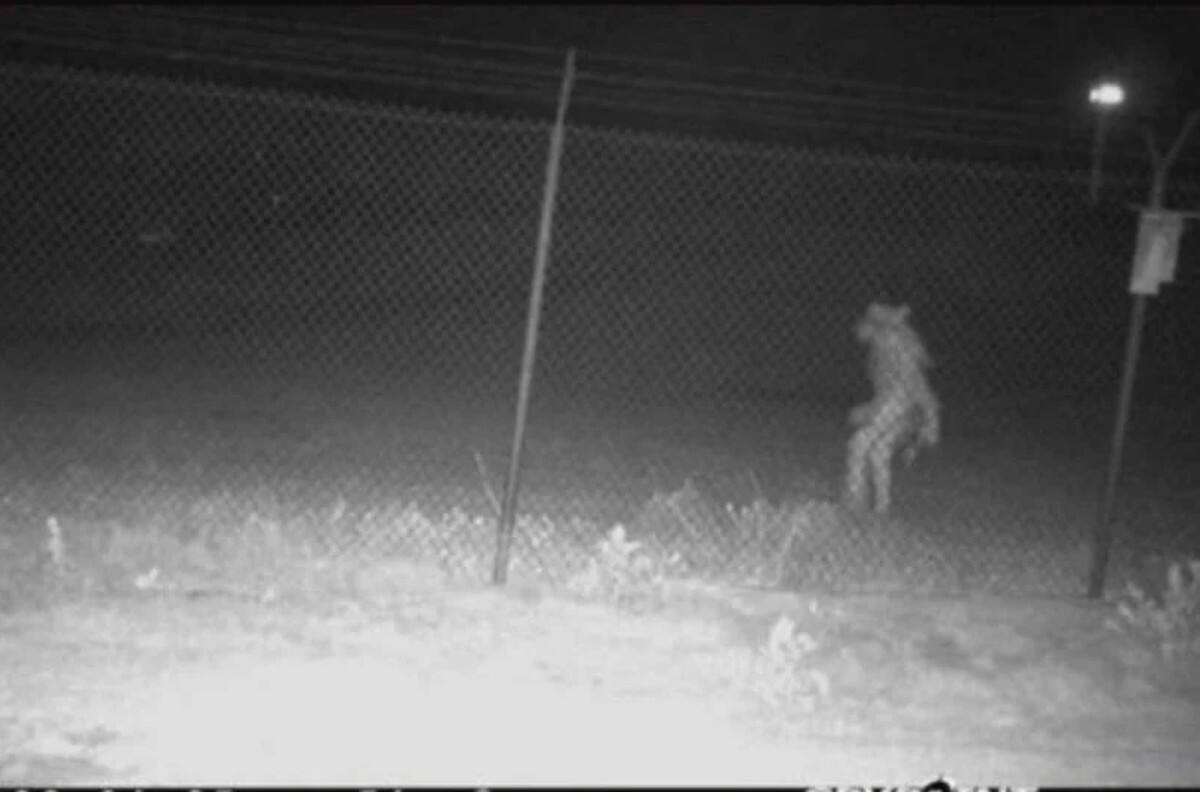 FOTOS | Cuerpo extraño fue captado en zoológico de Texas, se hizo viral