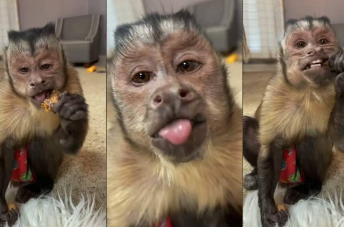 Muere el mono George, de TikTok, y le lloran millones de seguidores