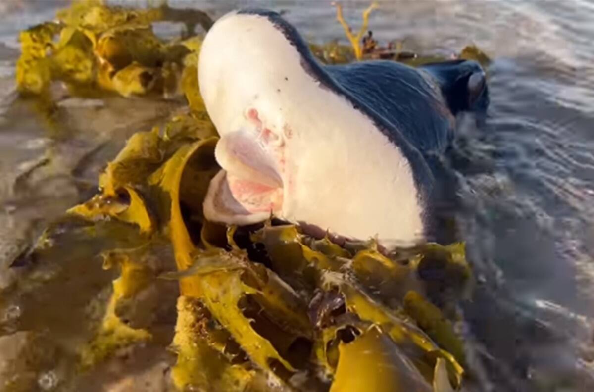 VIDEO VIRAL| ¿Qué es eso? Hallan extraña criatura con características “alienígenas” en una playa