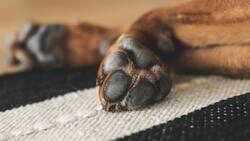 Esta crema casera te ayudará a cuidar las patitas de tu perro para que no se lastimen