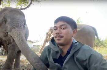 Video: Elefante golpeó con trompa a un hombre para llamar su atención y que éste lo alimentara