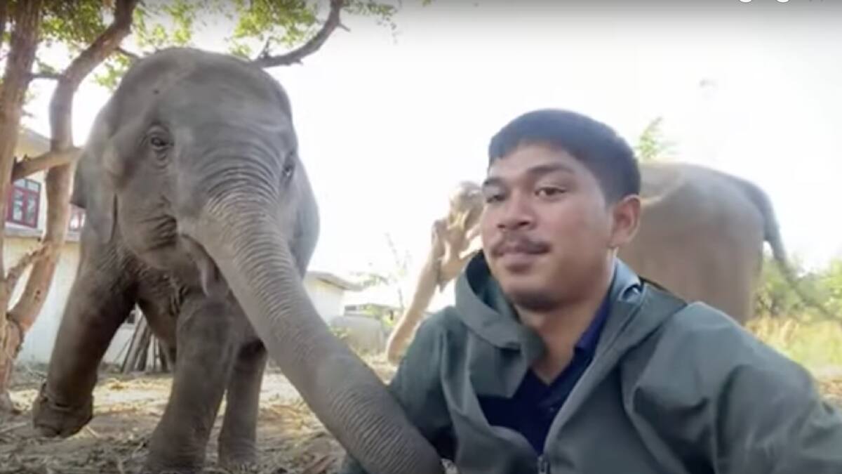 Video: Elefante golpeó con trompa a un hombre para llamar su atención y que éste lo alimentara
