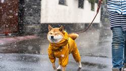 Evita que tu perro se enferme en época de lluvias