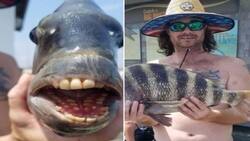 Capturan a pez con “dientes humanos” en Estados Unidos