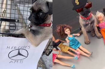 VIDEO | Perrito interpreta canción de Peso Pluma y se hace viral