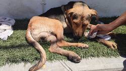 Reportan fallecimiento de ‘Stich’, perrito que fue violentado en Chilpancingo por hurtar una pieza de pan