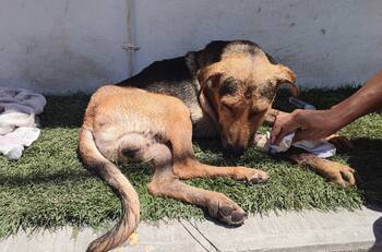 Reportan fallecimiento de ‘Stich’, perrito que fue violentado en Chilpancingo por hurtar una pieza de pan