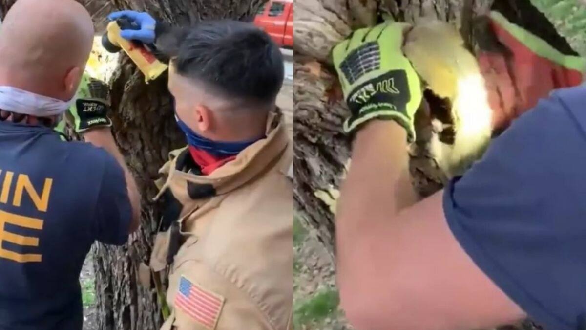 Salvaron el día: Bomberos rescataron a una ardilla con la cabeza atrapada en un árbol